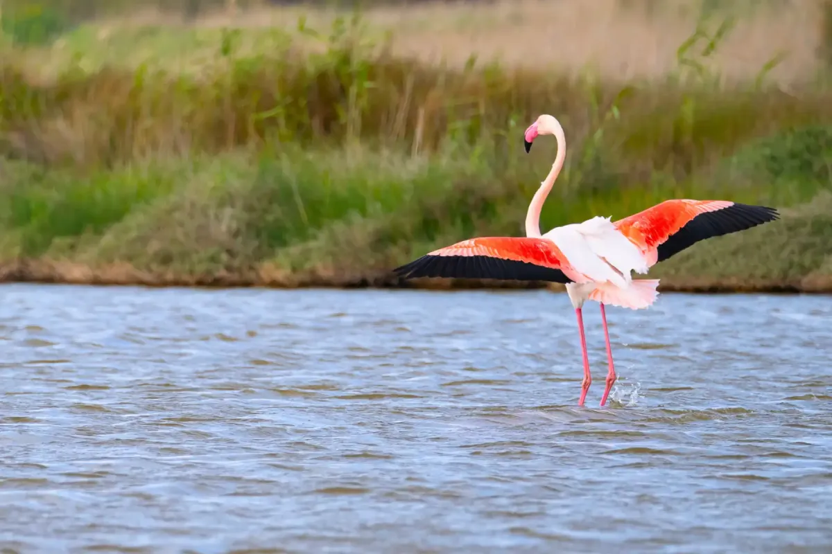 Parco di Molentargius: natura, storia e fenicotteri rosa.