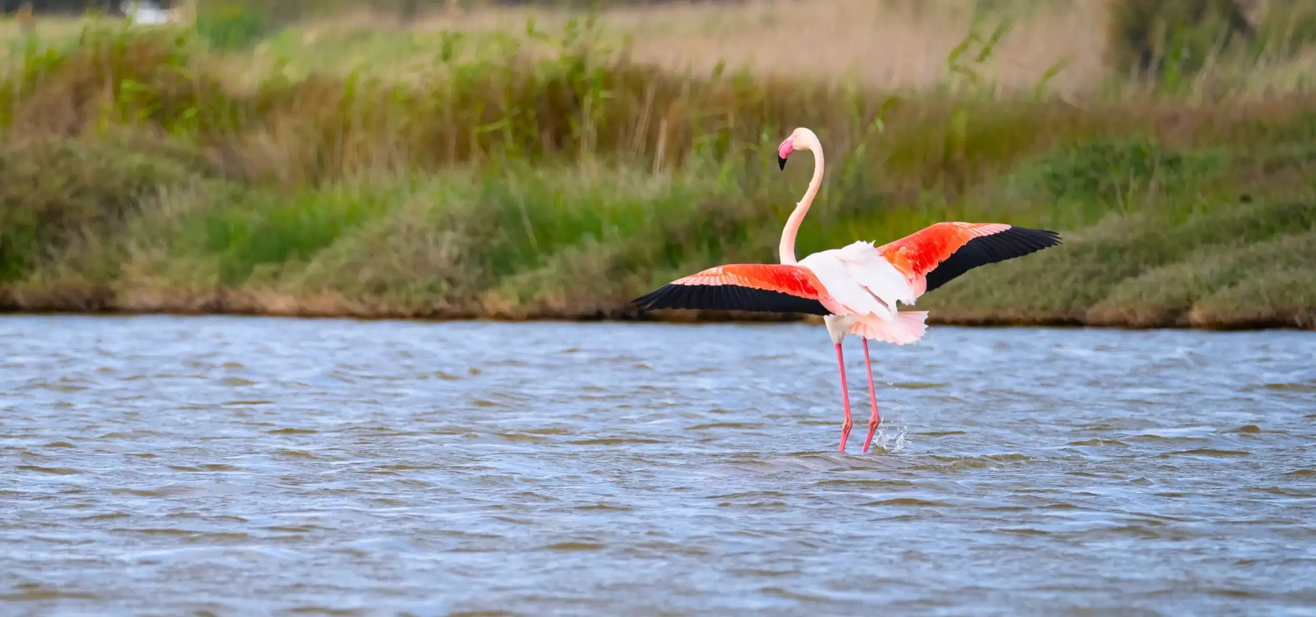 Parco di Molentargius: natura, storia e fenicotteri rosa.