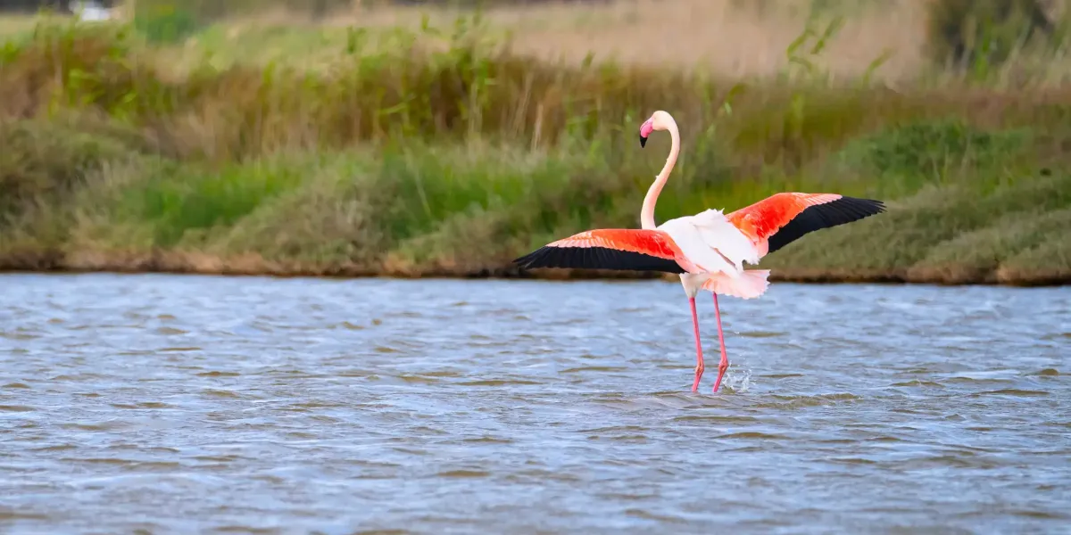 Parco di Molentargius: natura, storia e fenicotteri rosa.